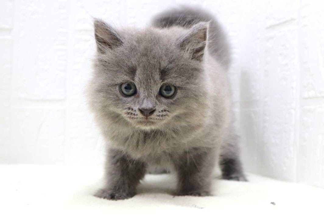 東京都のスコティッシュフォールド (かねだい青梅店/2025年3月20日生まれ/男の子/ブルー)の子猫