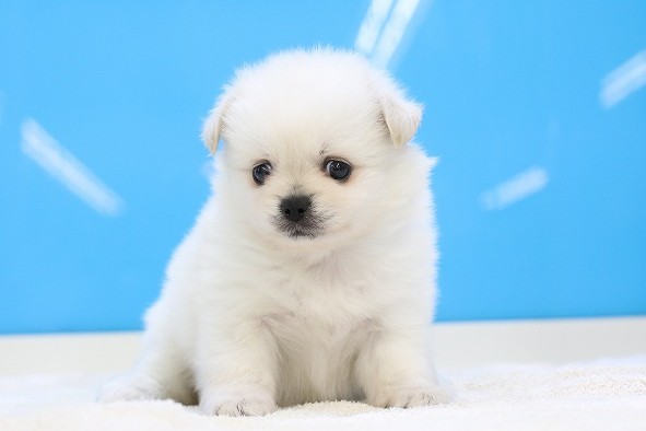 埼玉県の犬ハーフ (かねだい草加店/2025年3月20日生まれ/女の子/ホワイト)の子犬