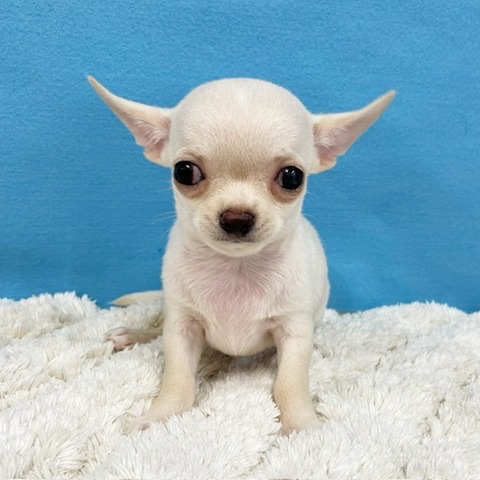 千葉県のチワワ(スムース) (かねだい四街道店/2025年3月21日生まれ/男の子/クリーム)の子犬