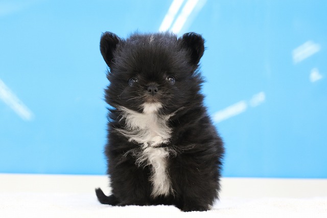 埼玉県の犬ハーフ (かねだい草加店/2025年3月20日生まれ/女の子/ブラックホワイト)の子犬