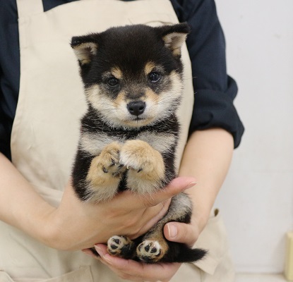 神奈川県の豆柴 (かねだい伊勢原店/2025年3月21日生まれ/男の子/黒)の子犬