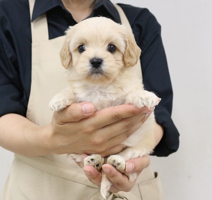 神奈川県のハーフ犬・ミックス犬 (かねだい伊勢原店/2025年3月21日生まれ/男の子/アプリコット)の子犬