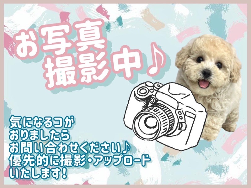 神奈川県のウェルシュコーギーペンブローク (かねだい東戸塚店/2025年3月22日生まれ/男の子/レッドホワイト)の子犬