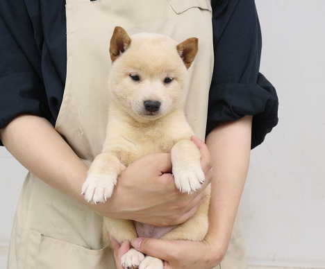 神奈川県の柴犬(標準サイズ) (かねだい伊勢原店/2025年3月22日生まれ/女の子/白)の子犬