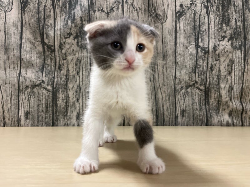 埼玉県のハーフ猫・ミックス猫 (かねだいアクアパーク店/2025年3月20日生まれ/女の子/キャリコ)の子猫