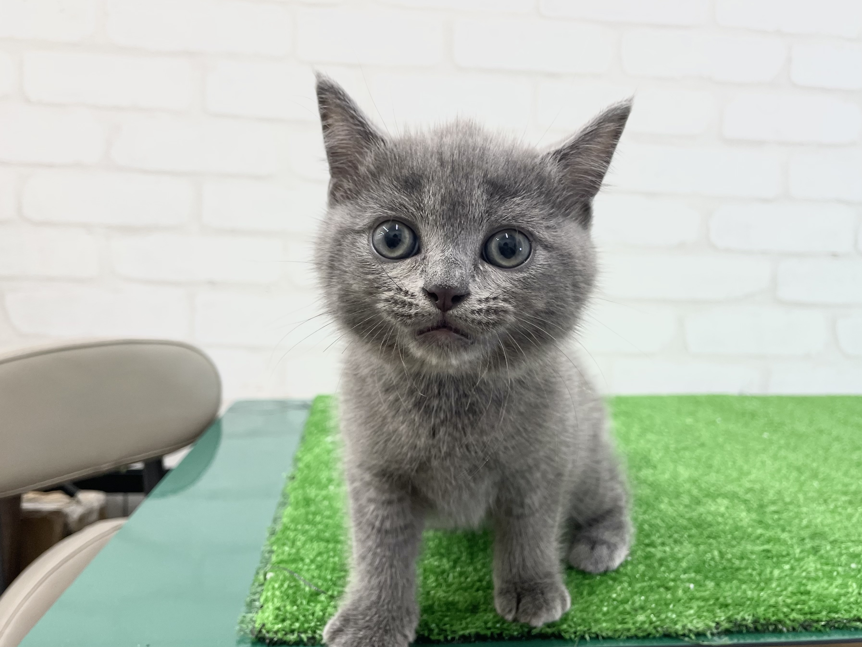 東京都のスコティッシュフォールド (かねだい立川店/2025年3月20日生まれ/男の子/ブルー)の子猫
