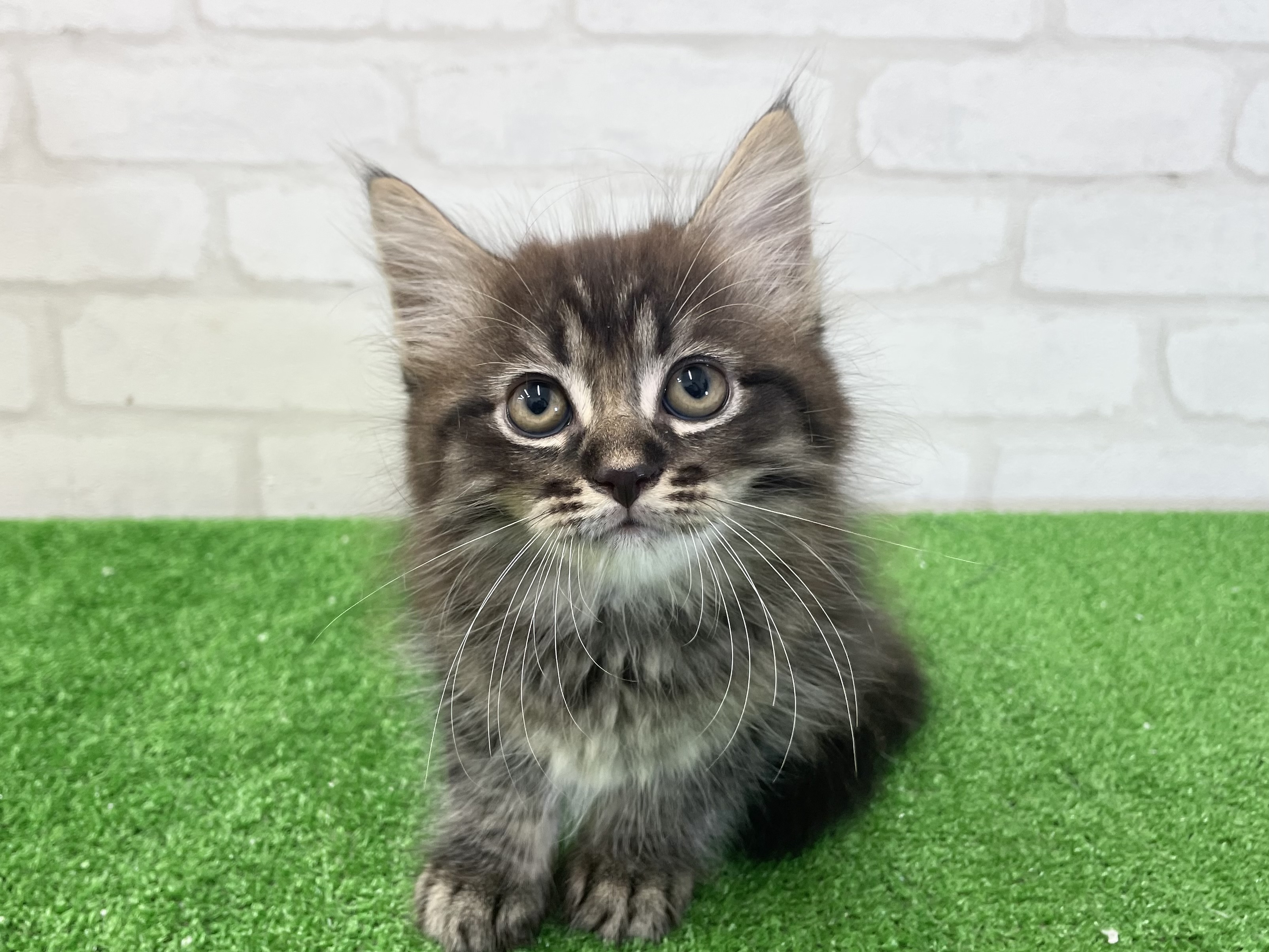 東京都のアメリカンカール (かねだい立川店/2025年3月20日生まれ/男の子/ブラウンタビー)の子猫