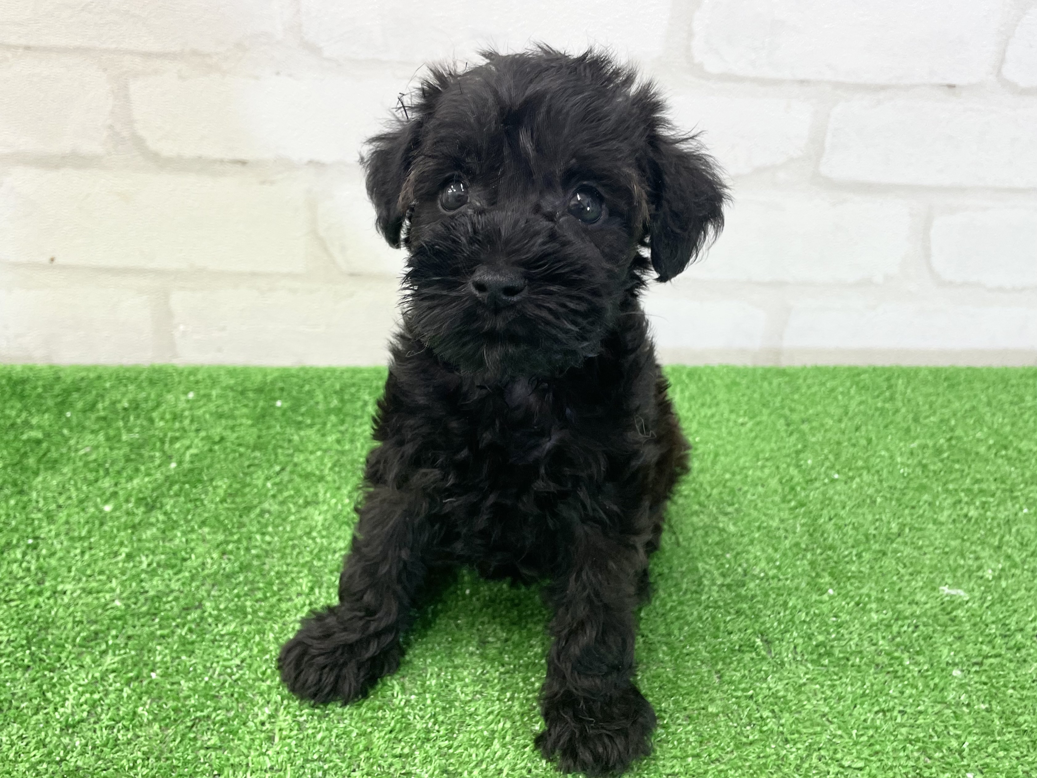 東京都のMIX犬 (父)トイプードル、(母)ミニチュアシュナウザー (かねだい立川店/2025年3月23日生まれ/女の子/ブリンドル)の子犬
