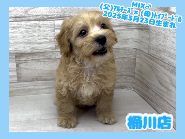 埼玉県のマルプー(マルチーズ×プードル) (かねだい桶川店/2025年3月23日生まれ/男の子/その他色)の子犬