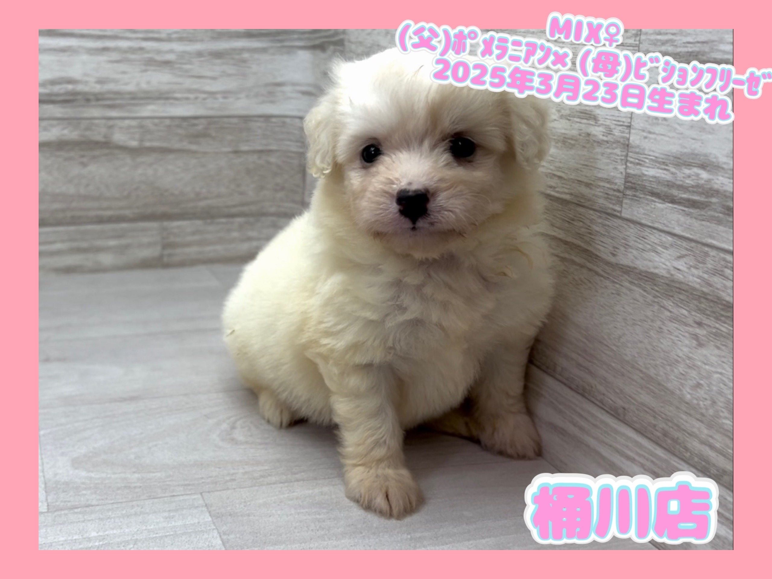 埼玉県のハーフ犬・ミックス犬 (かねだい桶川店/2025年3月23日生まれ/女の子/その他色)の子犬