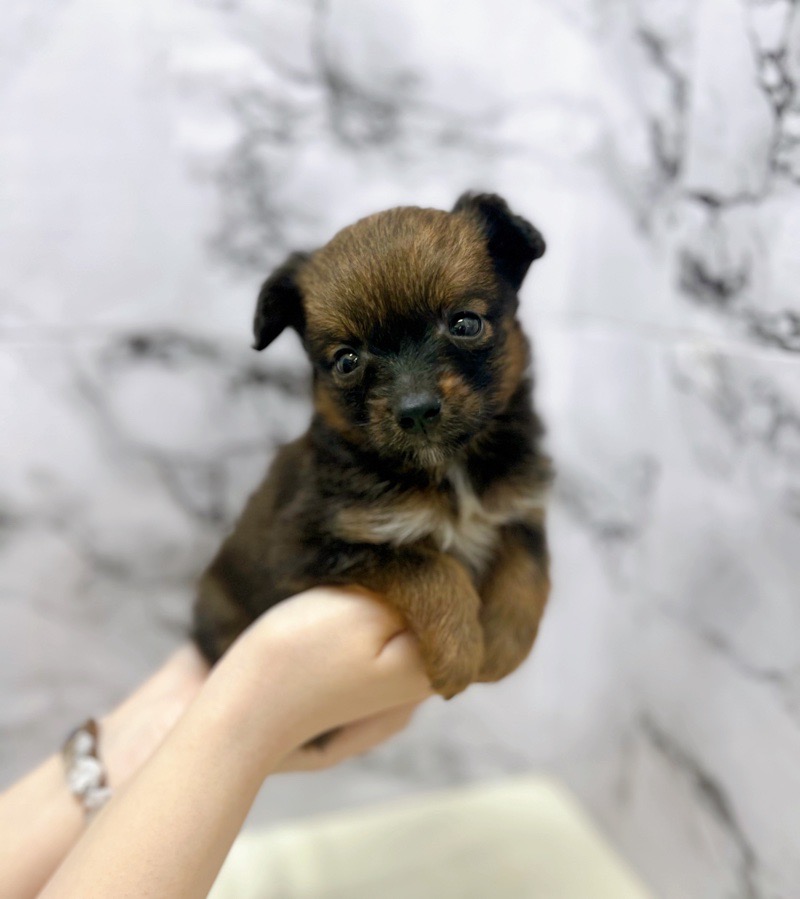 神奈川県の犬ミックス (かねだい東戸塚店/2025年3月22日生まれ/男の子/シェーデッドブラウン)の子犬