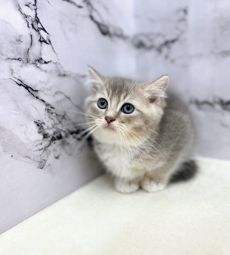 神奈川県のハーフ猫・ミックス猫 (かねだい東戸塚店/2025年3月22日生まれ/男の子/グレー)の子猫