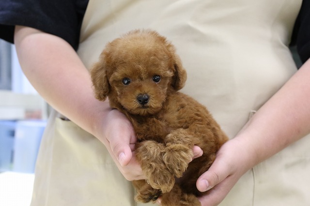 埼玉県のトイプードル(トイ) (かねだい草加店/2025年3月19日生まれ/男の子/レッド)の子犬