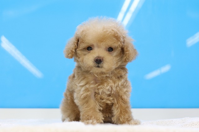 埼玉県のトイプードル(トイ) (かねだい草加店/2025年3月20日生まれ/男の子/レッド)の子犬