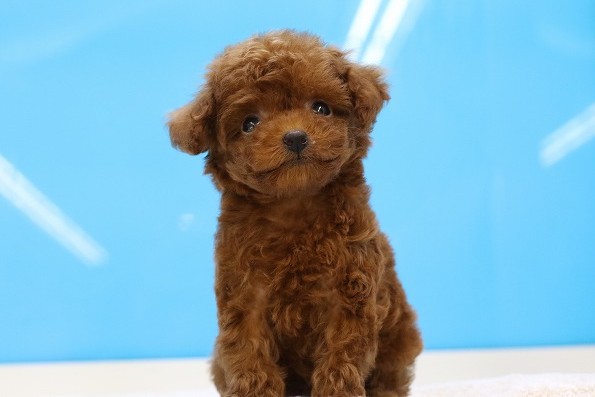 埼玉県のトイプードル(トイ) (かねだい草加店/2025年3月23日生まれ/女の子/レッド)の子犬