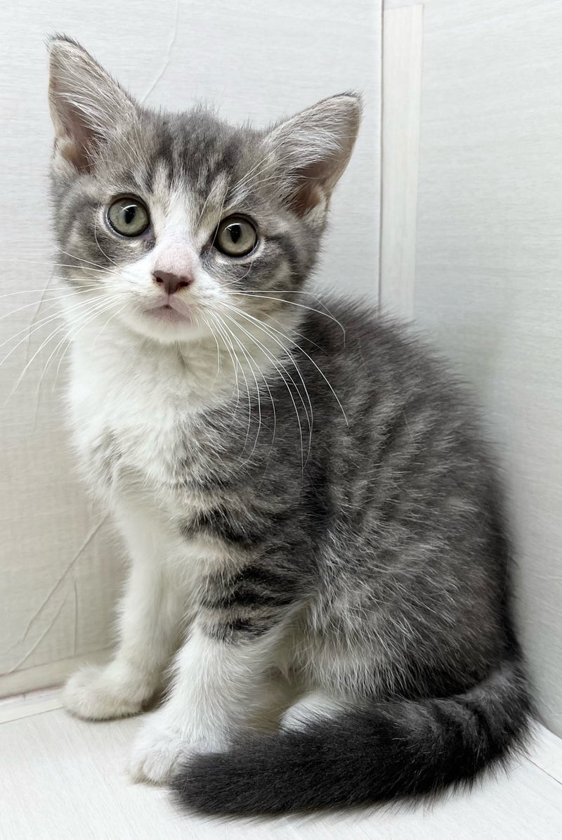 千葉県のマンチカン (かねだい八千代店/2025年3月22日生まれ/男の子/ブルータビーホワイト)の子猫