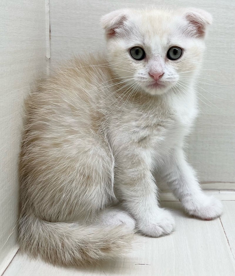 千葉県のハーフ猫・ミックス猫 (かねだい八千代店/2025年3月20日生まれ/男の子/クリームタビーホワイト)の子猫