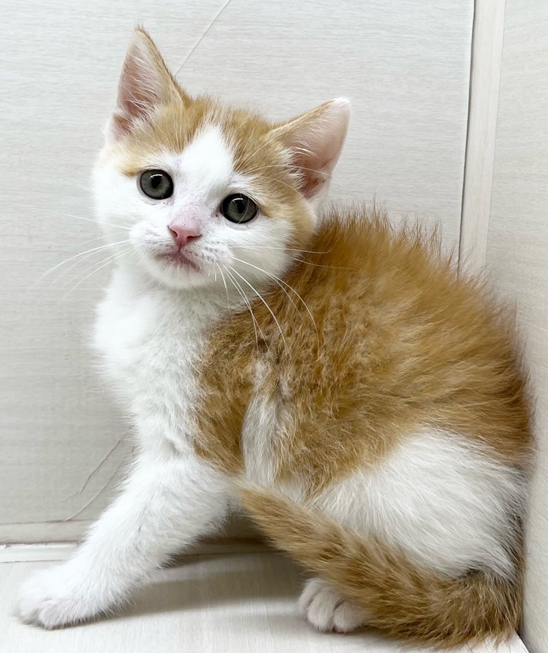 千葉県のハーフ猫・ミックス猫 (かねだい八千代店/2025年3月20日生まれ/女の子/レッドタビーホワイト)の子猫