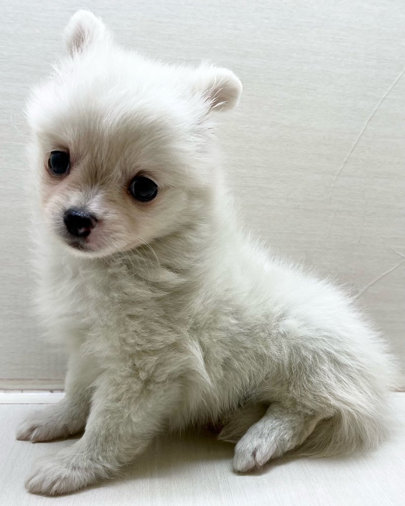 千葉県のハーフ犬・ミックス犬 (かねだい八千代店/2025年3月21日生まれ/女の子/ホワイト)の子犬
