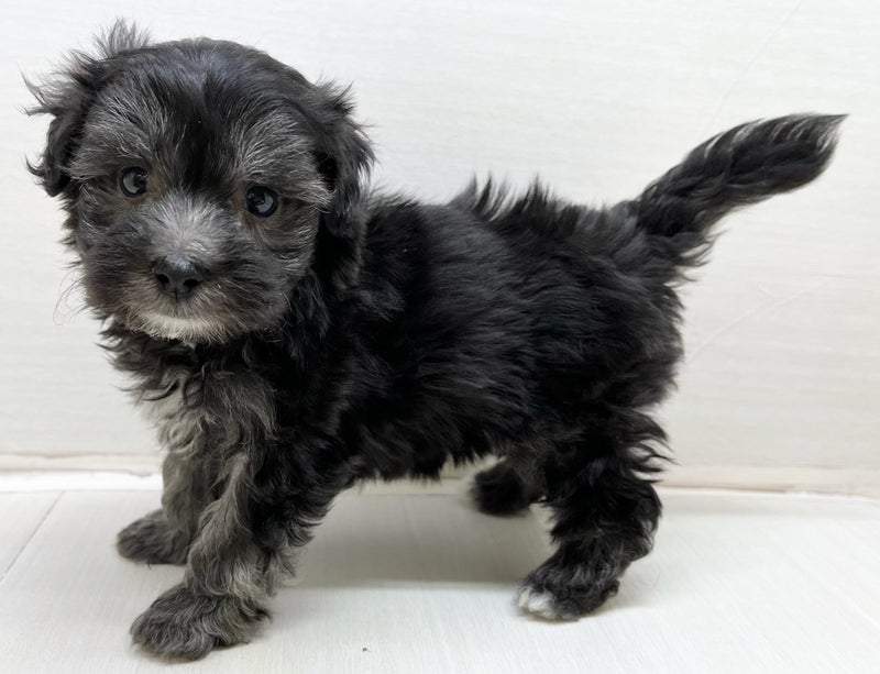 千葉県のハーフ犬・ミックス犬 (かねだい八千代店/2025年3月23日生まれ/男の子/シルバー)の子犬