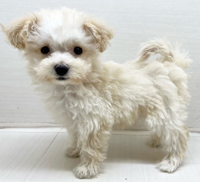 千葉県のハーフ犬・ミックス犬 (かねだい八千代店/2025年3月6日生まれ/男の子/クリーム)の子犬