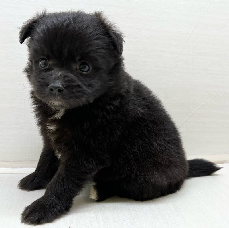 千葉県のハーフ犬・ミックス犬 (かねだい八千代店/2025年3月23日生まれ/男の子/ブラック)の子犬