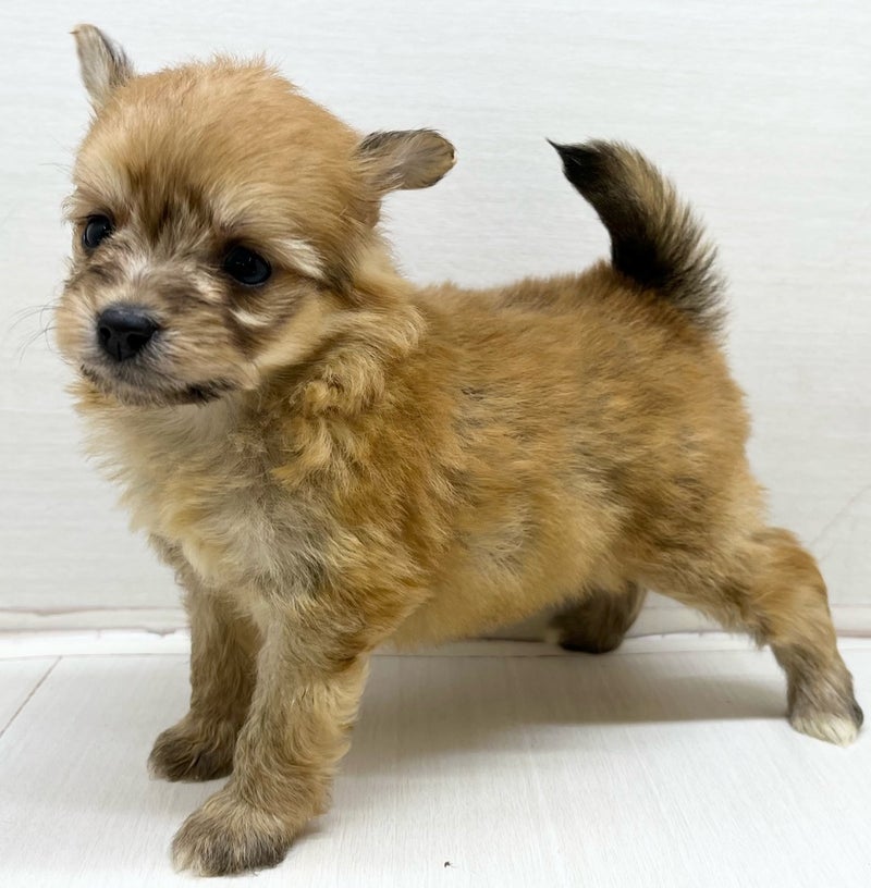 千葉県のハーフ犬・ミックス犬 (かねだい八千代店/2025年3月23日生まれ/女の子/オレンジ)の子犬
