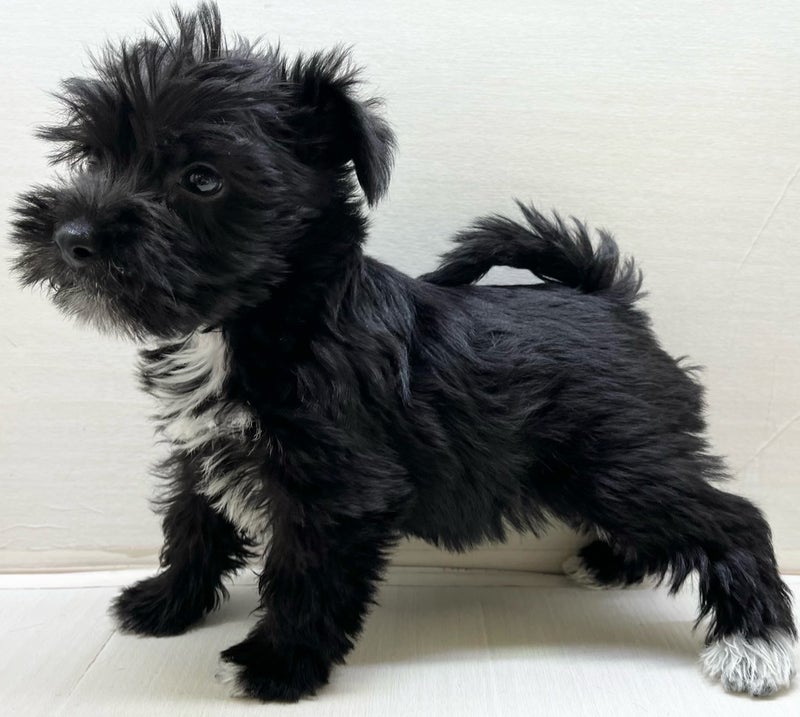 千葉県のハーフ犬・ミックス犬 (かねだい八千代店/2025年3月16日生まれ/男の子/ブラックホワイト)の子犬