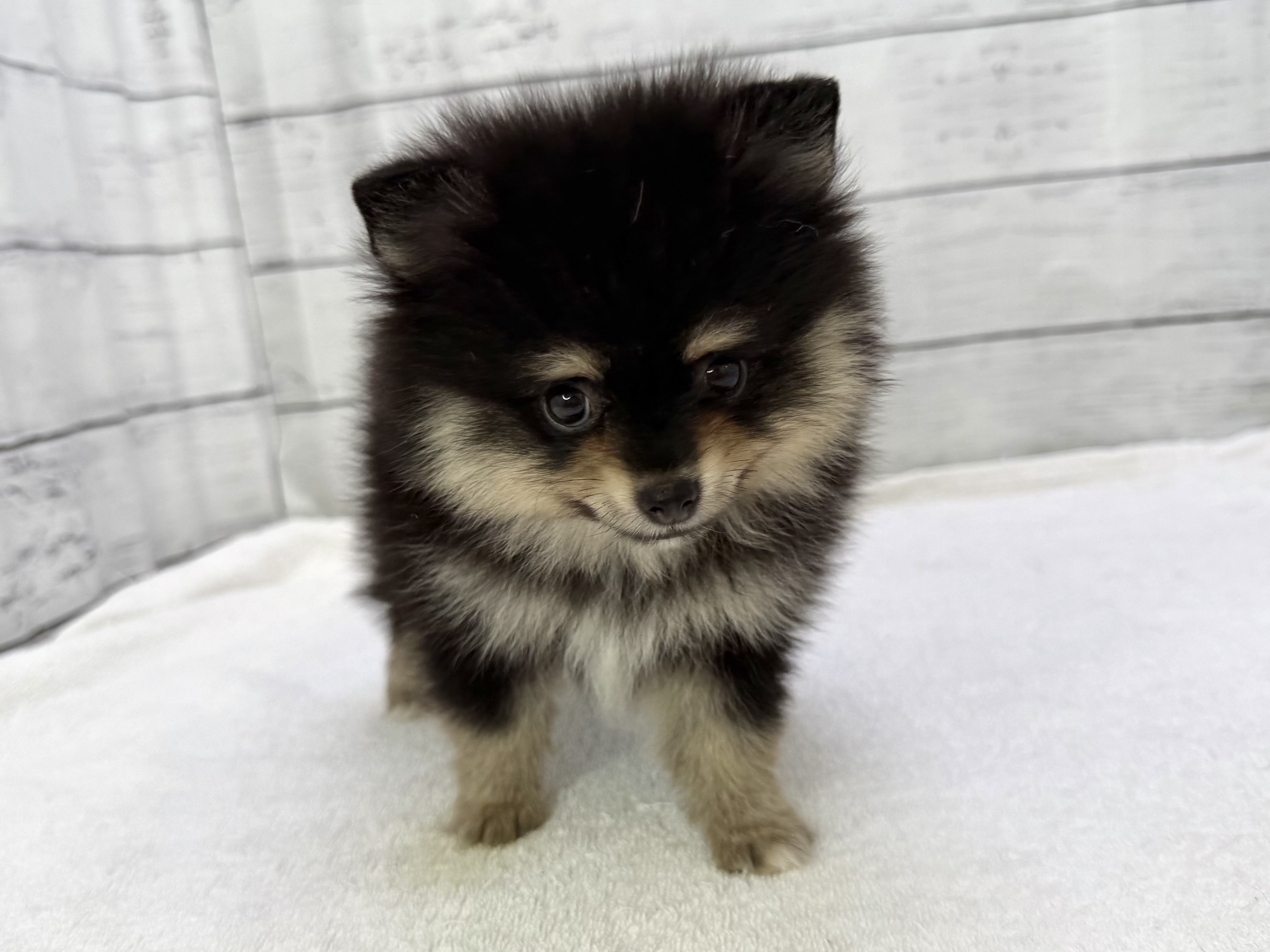 千葉県のポメラニアン (かねだい千葉店/2025年3月21日生まれ/男の子/ブラックタン)の子犬