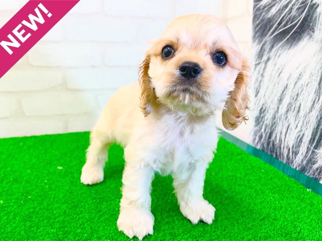 東京都のアメリカンコッカースパニエル (かねだい立川店/2025年3月15日生まれ/男の子/バフ)の子犬