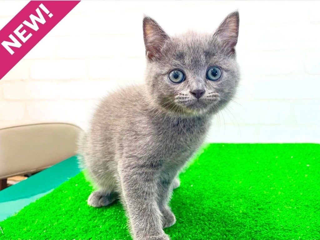 東京都のスコティッシュフォールド (かねだい立川店/2025年3月20日生まれ/男の子/ブルー)の子猫