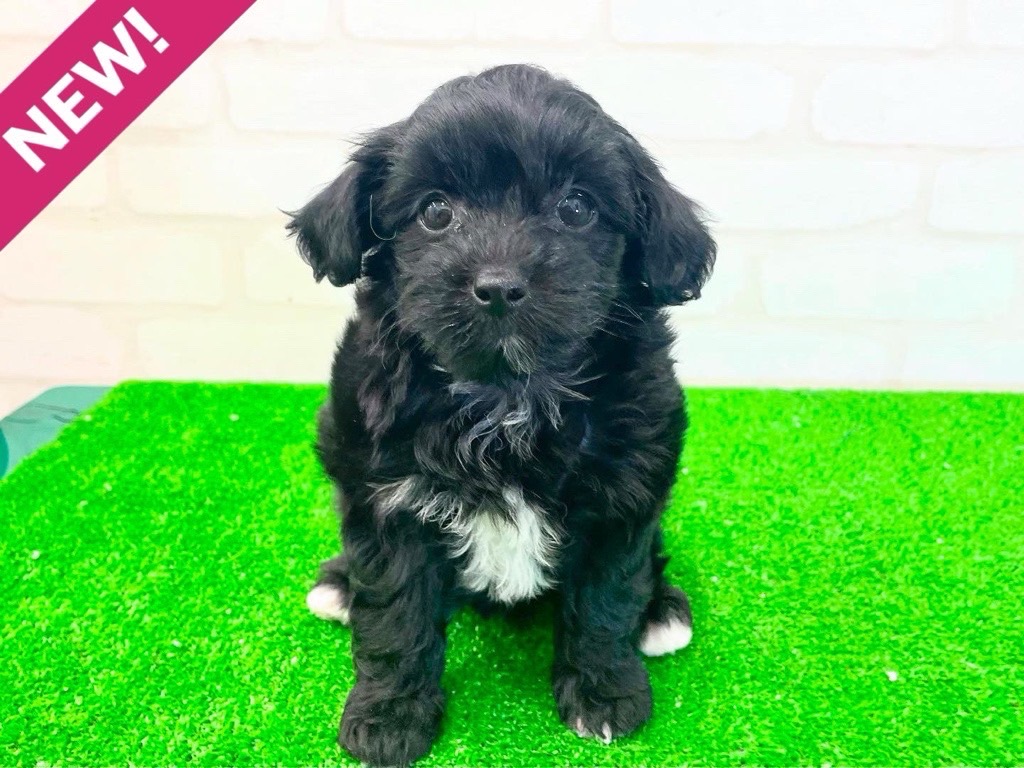 東京都のMIX犬　（父）チワワ、（母）トイプードル (かねだい立川店/2025年3月22日生まれ/女の子/ブラックホワイト)の子犬