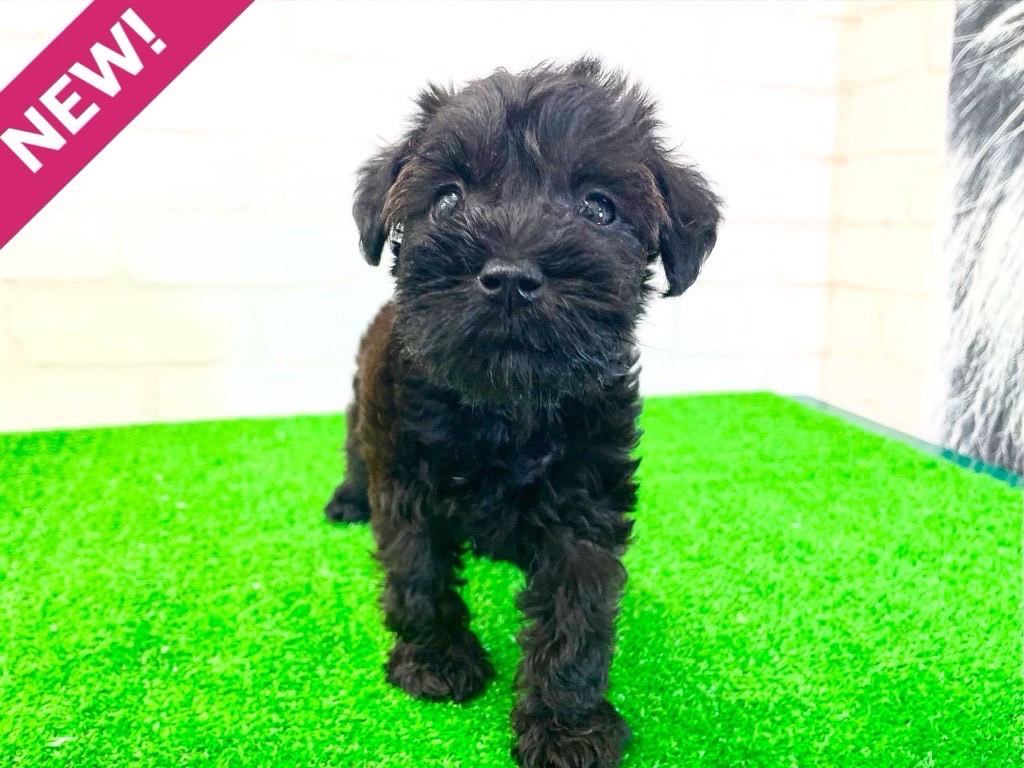 東京都のMIX犬　（父）トイプードル、（母）ミニチュアシュナウザー (かねだい立川店/2025年3月23日生まれ/女の子/ブリンドル)の子犬
