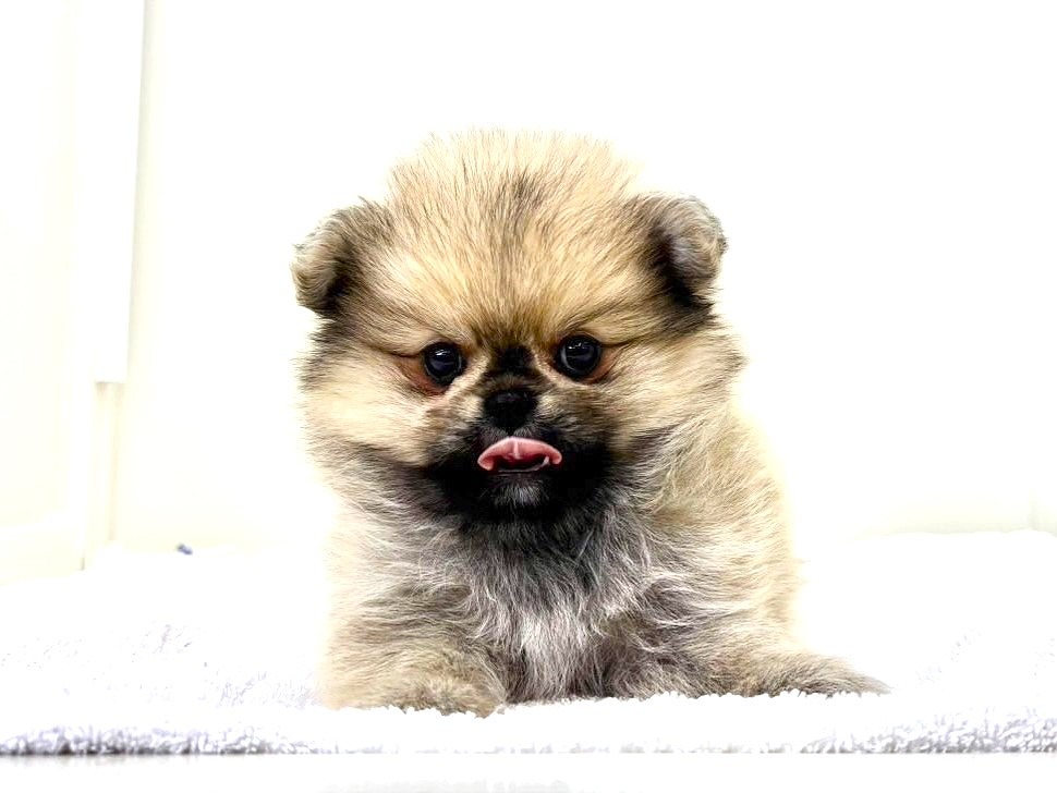東京都のＭＩＸ犬ポメペキ (かねだい本町田店/2025年3月22日生まれ/女の子/フォーン)の子犬