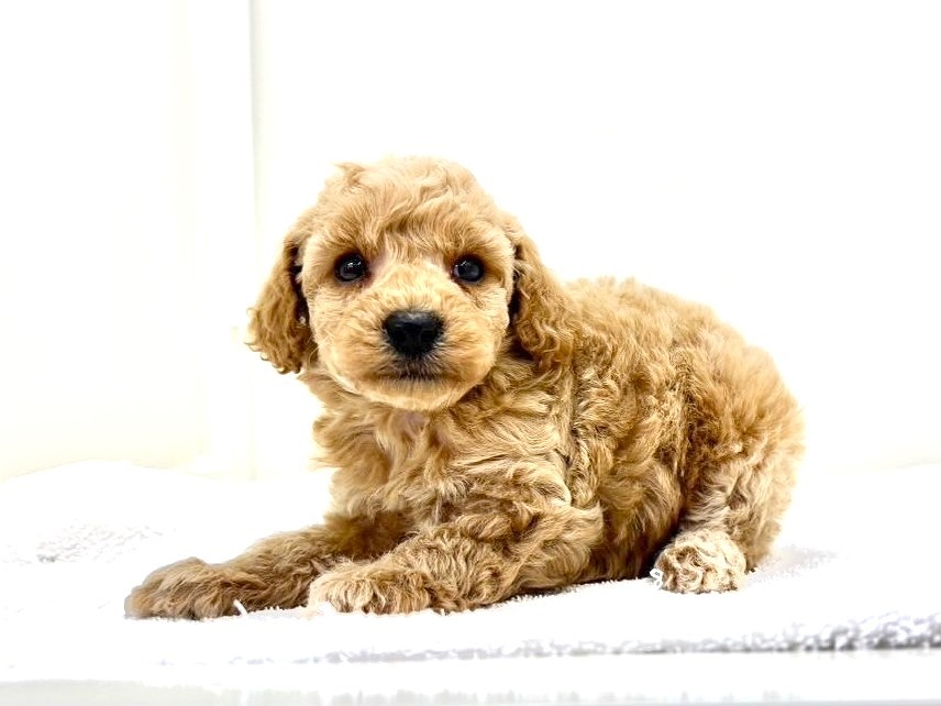 東京都のＭＩＸ犬ペキプ― (かねだい本町田店/2025年3月21日生まれ/女の子/アプリコット)の子犬