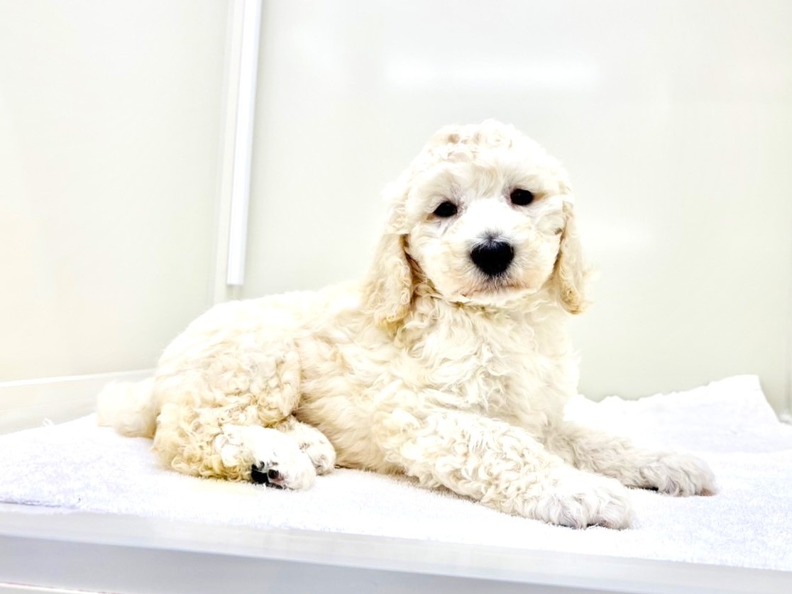 東京都のスタンダードプードル (かねだい本町田店/2025年3月23日生まれ/女の子/ホワイト)の子犬