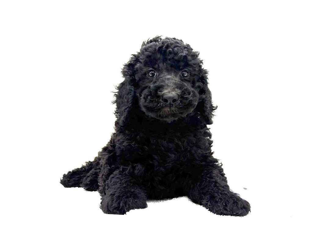 東京都のスタンダードプードル (かねだい本町田店/2025年3月23日生まれ/男の子/ブラック)の子犬
