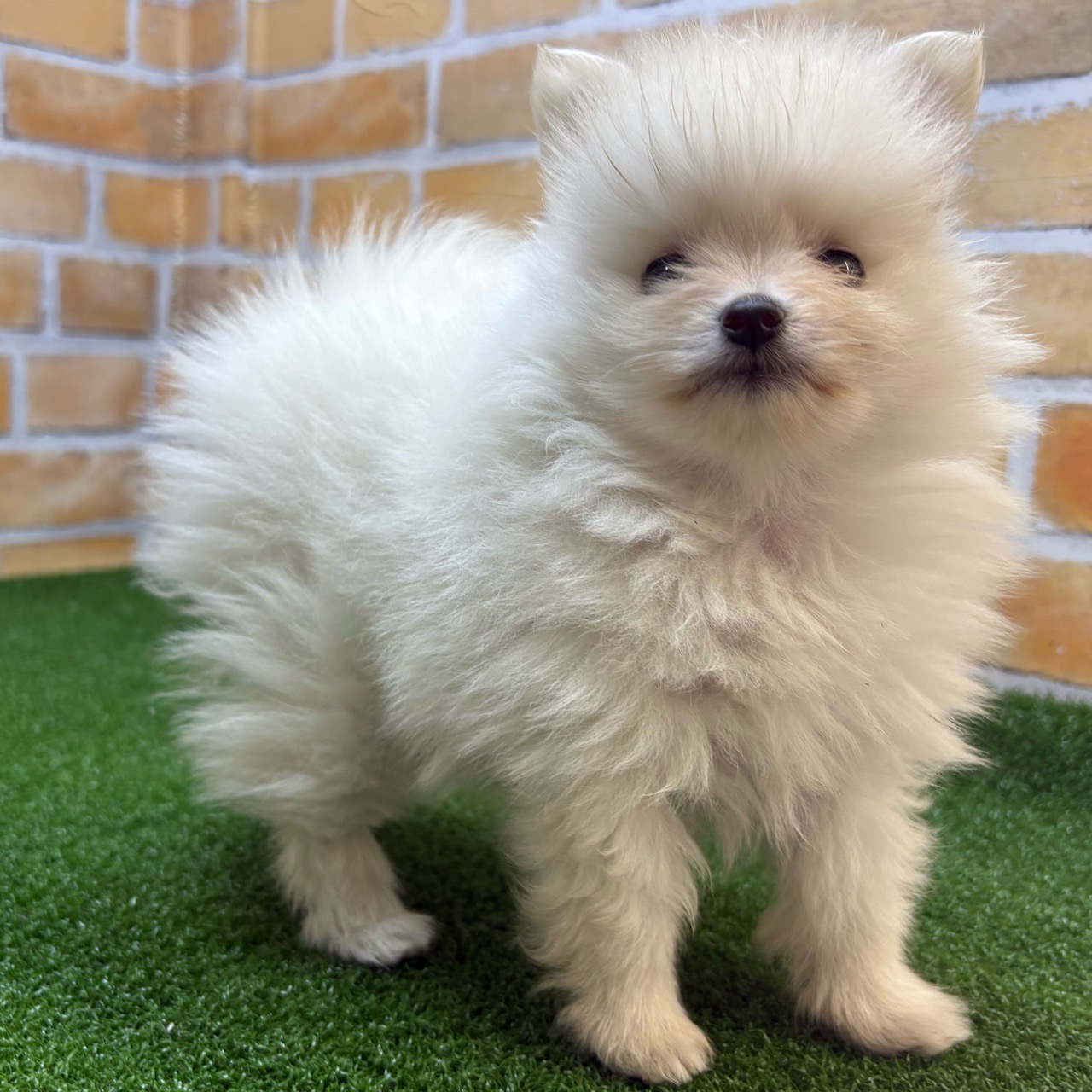 神奈川県のポメラニアン (かねだい横浜店/2025年3月22日生まれ/女の子/クリーム)の子犬