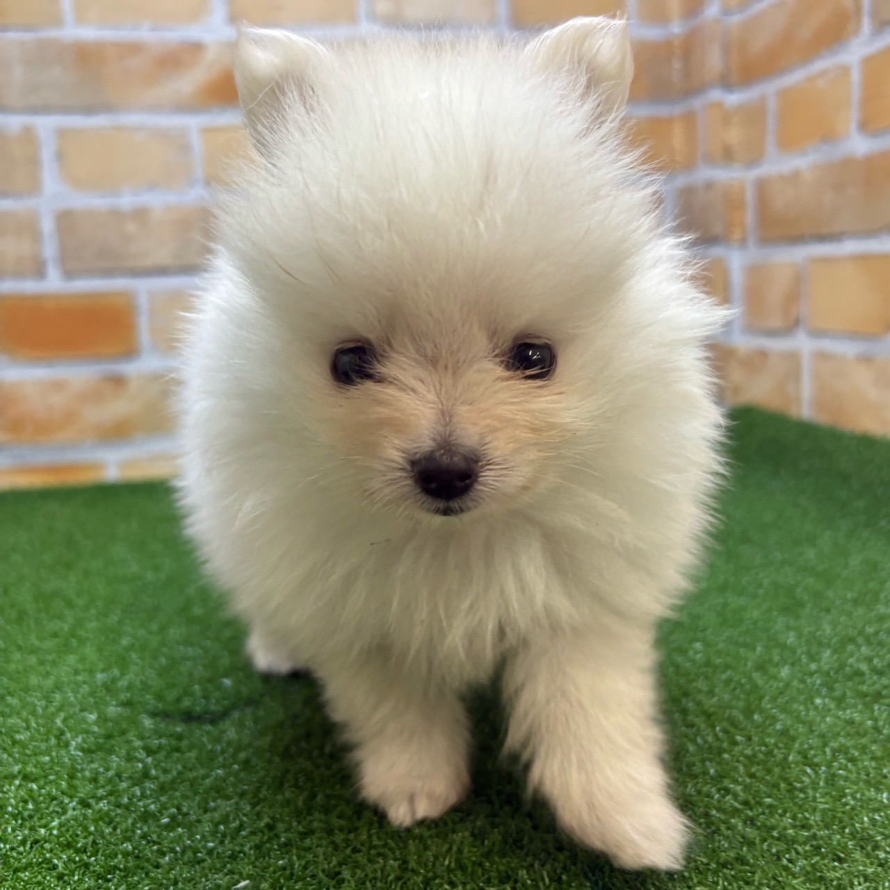 神奈川県のポメラニアン (かねだい横浜店/2025年3月22日生まれ/女の子/クリーム)の子犬の3枚目の画像