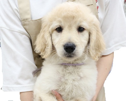 神奈川県のハーフ犬・ミックス犬 (かねだい伊勢原店/2025年3月20日生まれ/女の子/アプリコット)の子犬