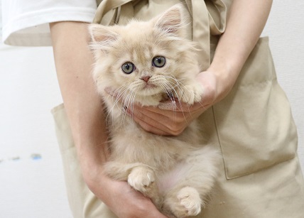 神奈川県のラガマフィン (かねだい伊勢原店/2025年3月21日生まれ/女の子/クリームタビー)の子猫