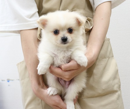 神奈川県のハーフ犬・ミックス犬 (かねだい伊勢原店/2025年3月20日生まれ/男の子/クリーム)の子犬