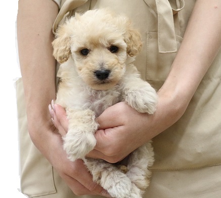 神奈川県のハーフ犬・ミックス犬 (かねだい伊勢原店/2025年3月21日生まれ/女の子/クリーム)の子犬