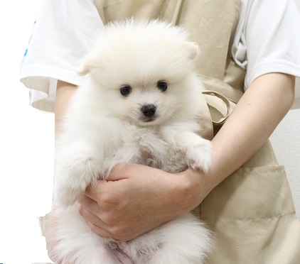 神奈川県のポメラニアン (かねだい伊勢原店/2025年3月19日生まれ/男の子/ホワイト)の子犬