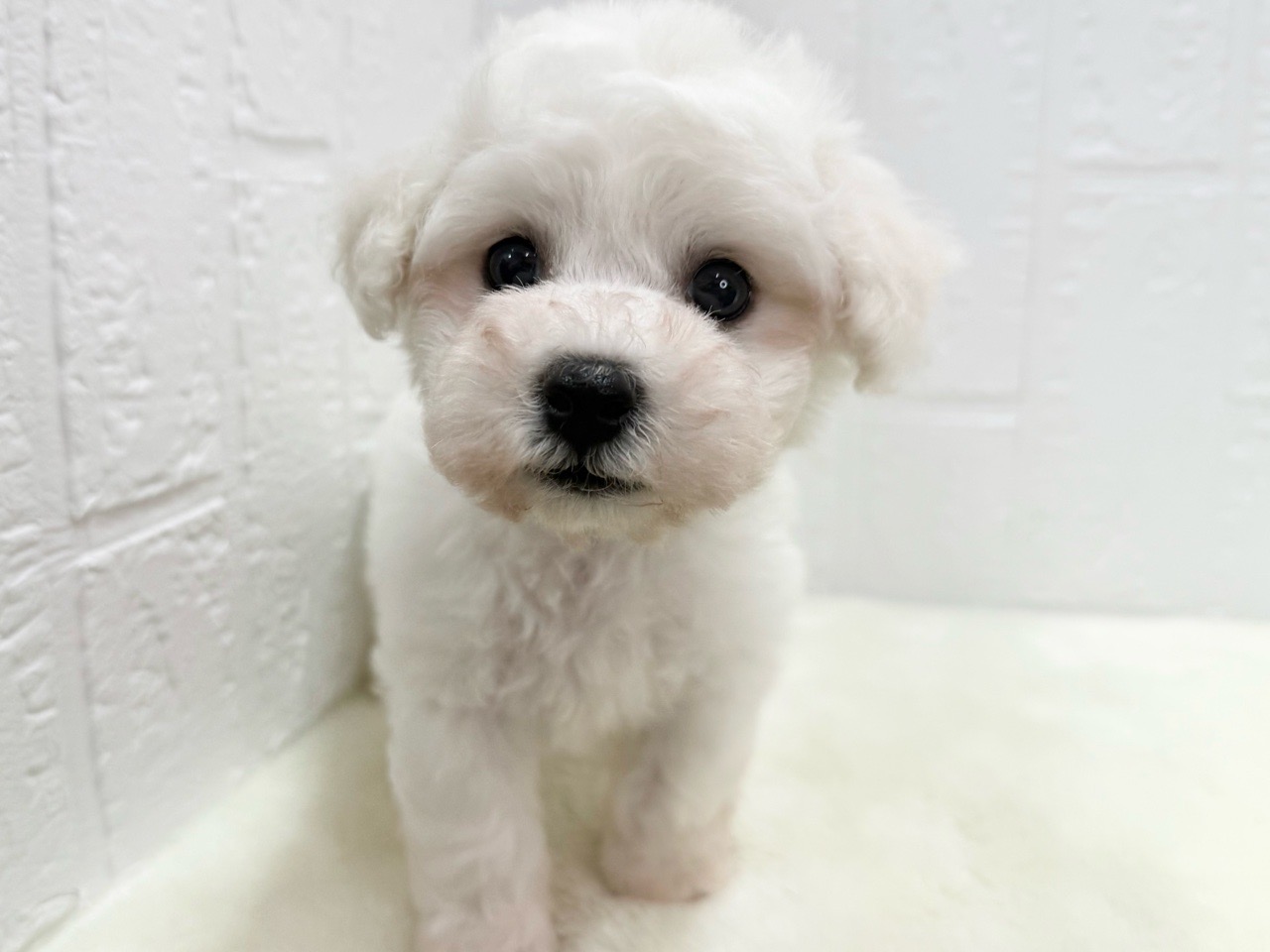 東京都のビションフリーゼ (かねだい青梅店/2025年3月11日生まれ/女の子/ホワイト)の子犬