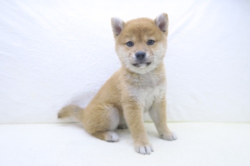 神奈川県の柴犬(標準サイズ) (かねだい海老名店/2025年3月22日生まれ/女の子/赤)の子犬