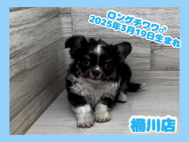 埼玉県のチワワ(ロング) (かねだい桶川店/2025年3月19日生まれ/男の子/ブラックタンホワイト)の子犬