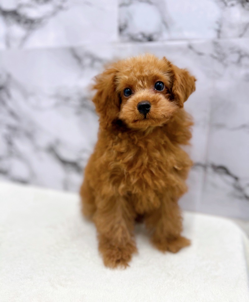神奈川県のトイプードル(トイ) (かねだい東戸塚店/2025年2月8日生まれ/男の子/レッド)の子犬