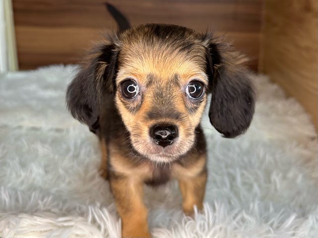 群馬県のハーフ犬・ミックス犬 (かねだいペットトライアル桐生/2025年3月30日生まれ/女の子/レッド)の子犬