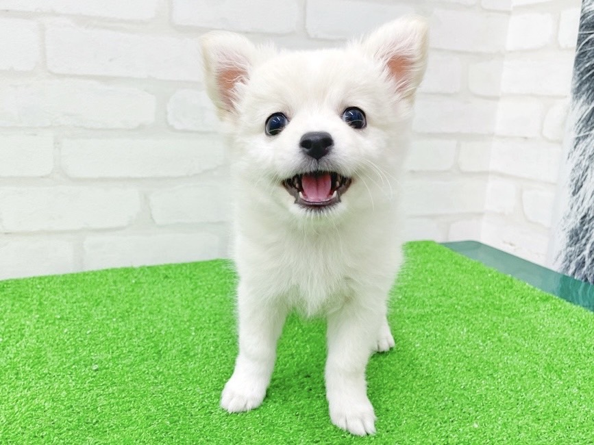 東京都のMIX犬　（父）ロングチワワ、（母）スピッツ (かねだい立川店/2025年3月12日生まれ/女の子/クリームホワイト)の子犬